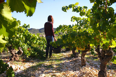 Domaine la Rocalière, Lirac France